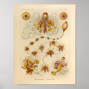 Poster Vintage Siphonophorae Color Ernst Haeckel Impressã