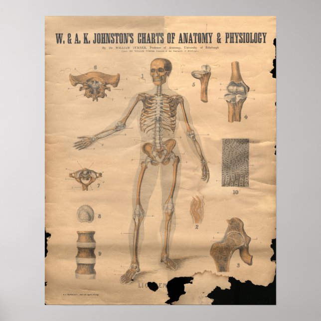 Pôster Vintage Skeletal Bones Anatomy Chart 1906 (Frente)