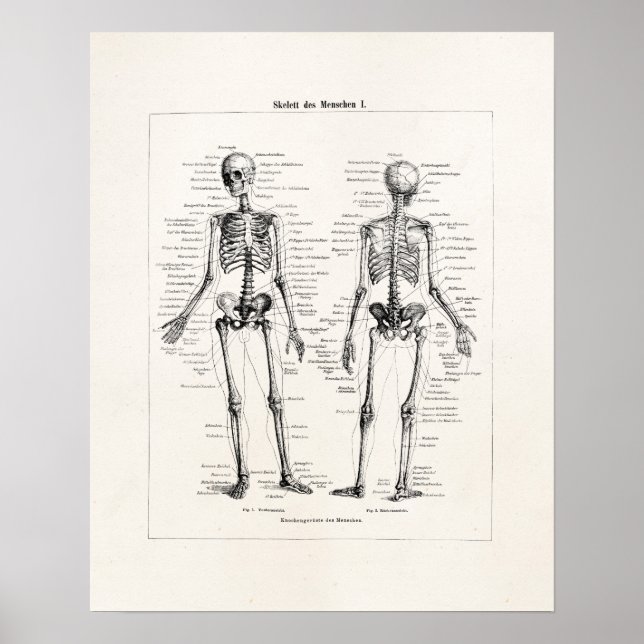 Poster Vintage Skeleton Anatomia Humana Ossos Crânio (Frente)