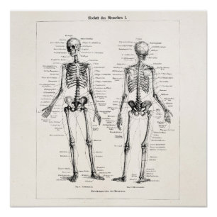 Pôster Vintage Skeleton Anatomia Humana Ossos Crânio