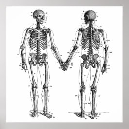 Poster Vintage Skeletons Diagrama com Ossos Numerados