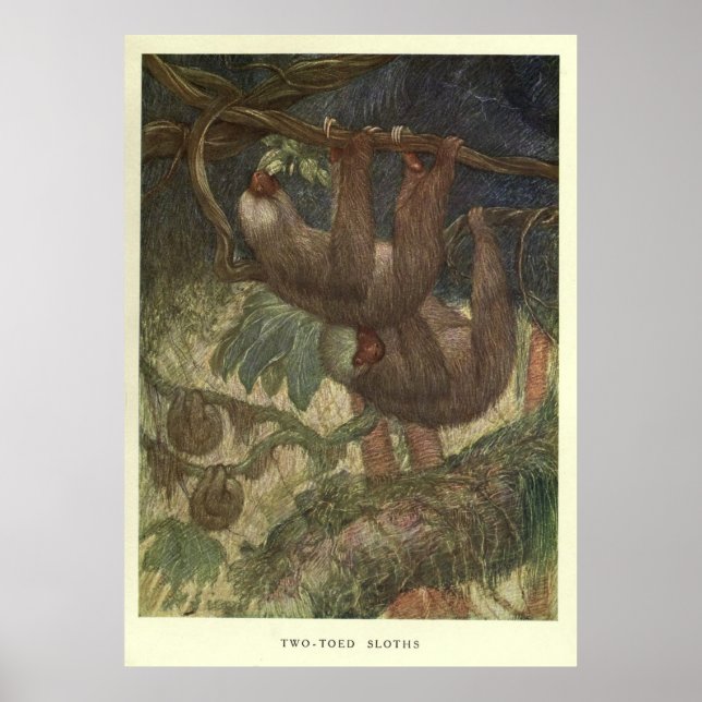 Poster Vintage Sloth Painting (1919) (Frente)
