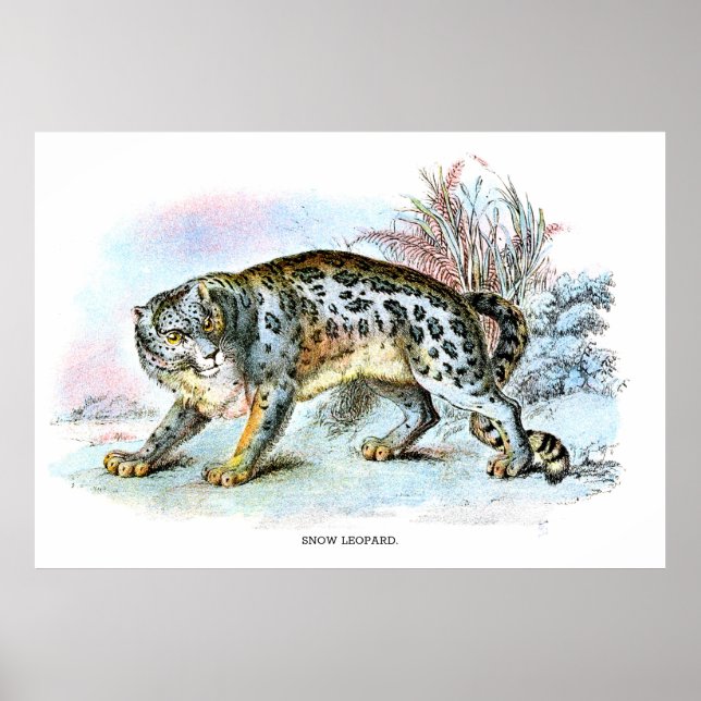 Poster Vintage Snow Leopard Animal Illustration (Frente)