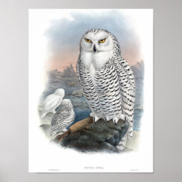 Poster Vintage Snowy Owl Gould