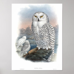 Poster Vintage Snowy Owl Gould