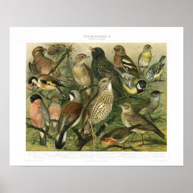 Poster Vintage Song Bird Print (Frente)