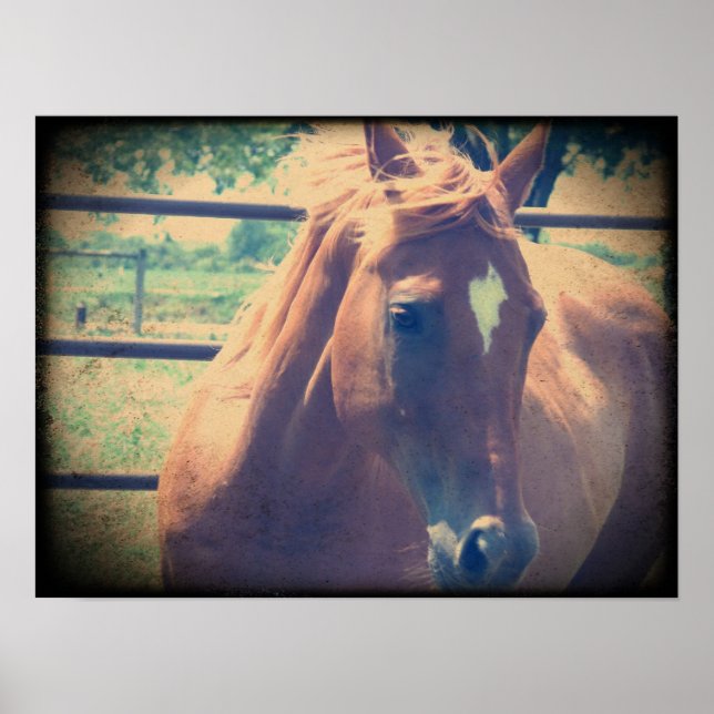 Pôster Vintage Sorrel (Frente)