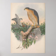 Vintage Sparrow Hawk Bird