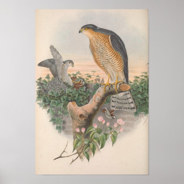 Poster Vintage Sparrow Hawk Bird (Frente)