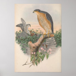 Poster Vintage Sparrow Hawk Bird