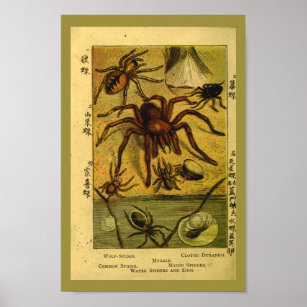 Pôster Vintage Spiders Tarantula Natural History Impressã