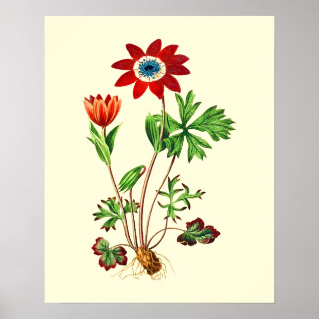 Poster Vintage Star Anemone Flower (Frente)