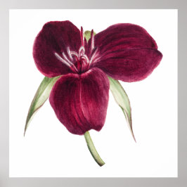 Poster Vintage Sweet Trillium ilustração florescente