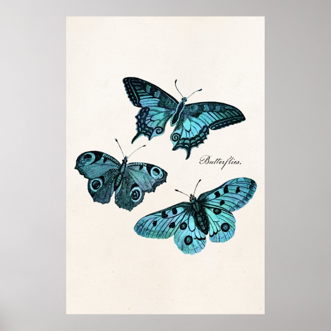 Poster Vintage Teal Blue Butterfly Modelo (Frente)