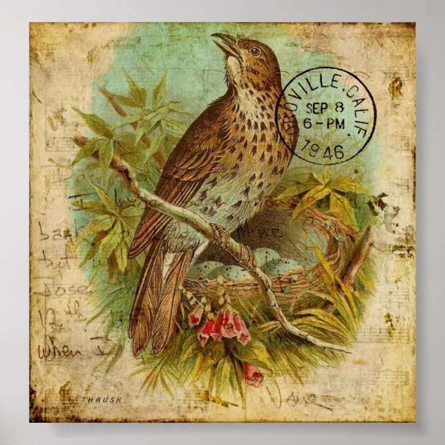 Pôster Vintage Thrush (Frente)