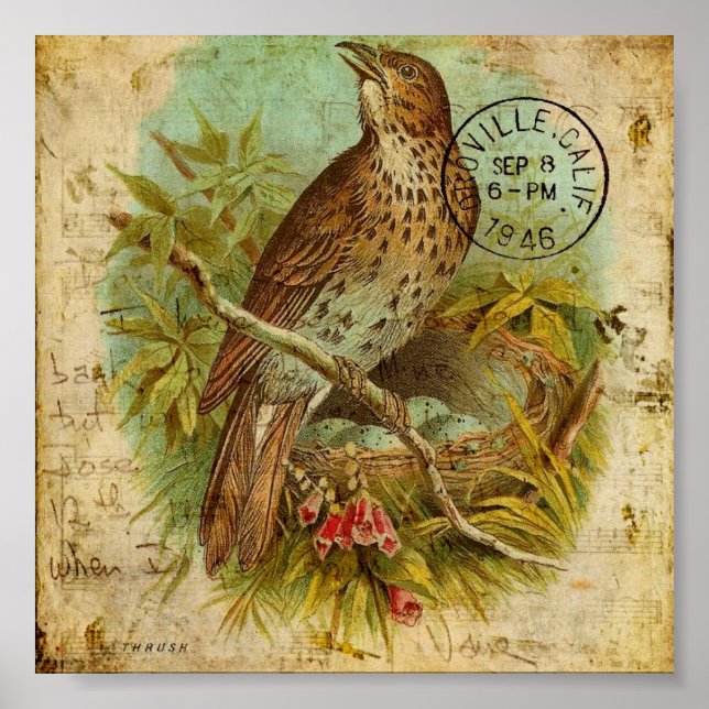 Poster Vintage Thrush Bird (Frente)