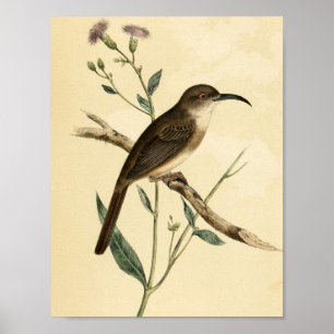 Poster Vintage Thrush Bird