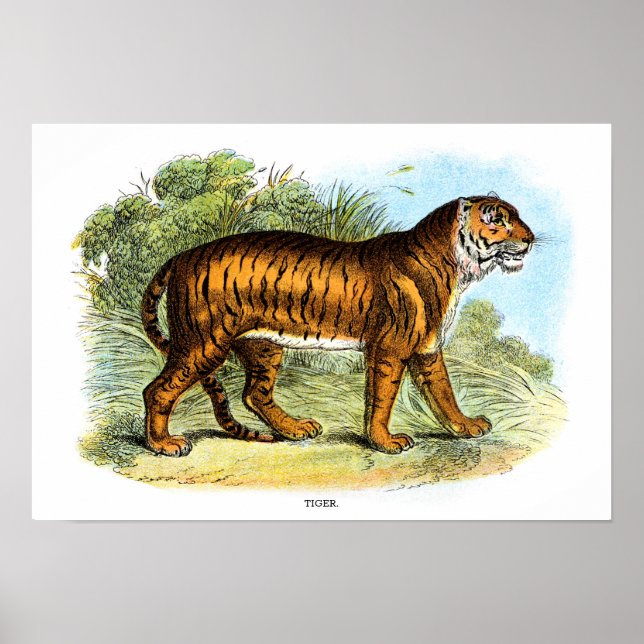Poster Vintage Tiger Animal Illustration (Frente)