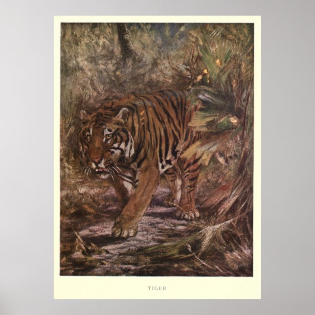 Poster Vintage Tiger Painting (1909) (Frente)