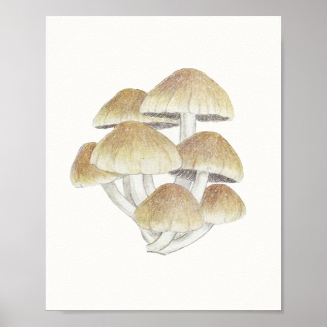 Poster Vintage Toadstool Mushroom Fungi (Frente)