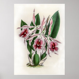 Poster Vintage Trichopilia Lepida Orchid Flower
