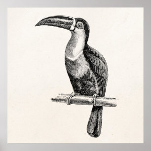 Poster Vintage Tropical Toucan Bird Illustration Modelo