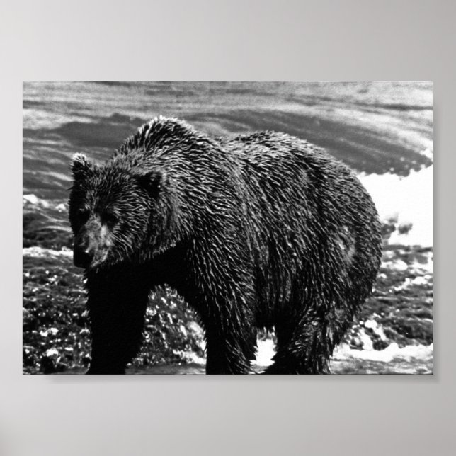 Poster Vintage USA Alaska brown bear (Frente)
