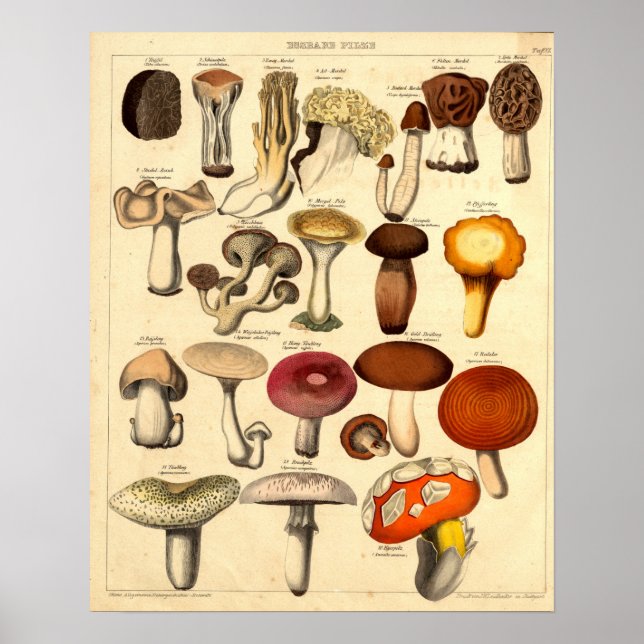 Poster Vintage Victorian Era Mushroom Art (Frente)