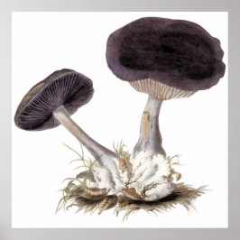 Poster Vintage violet webcap: ilustração de cogumelo