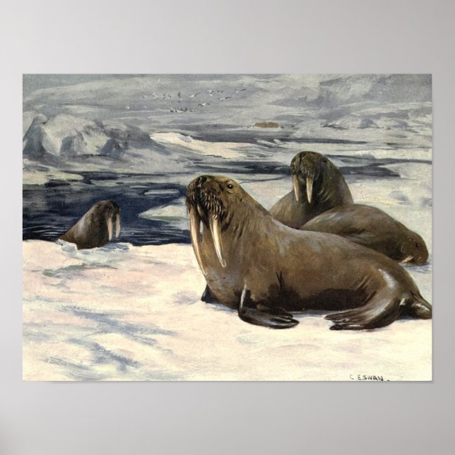 Poster Vintage Walruses por CE Swan (Frente)