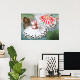 Pôster Vintage Waterlily Flowers em um Pond