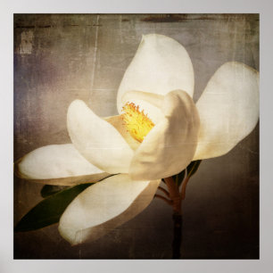 Poster Vintage White Magnolia Tree Flor Paraminho Castanh