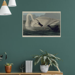 Poster Vintage White Trumpeter Swan