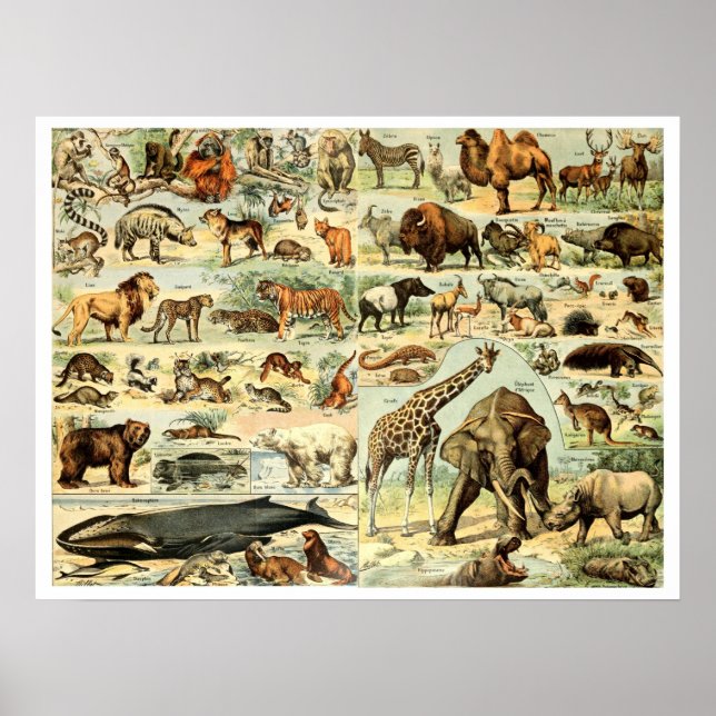 Poster Vintage Wild Animais por Adolphe Millot (Frente)