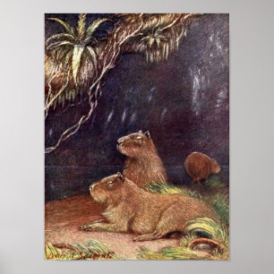 Poster Vintage Wild Animal, Capybara, por Louis Sargent