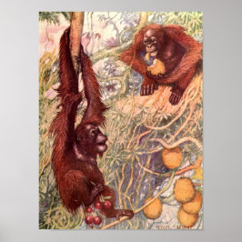 Poster Vintage Wild Animal, Orangutans, por Louis Sargent