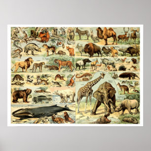 Poster Vintage Wild Animal por Adolphe Millot