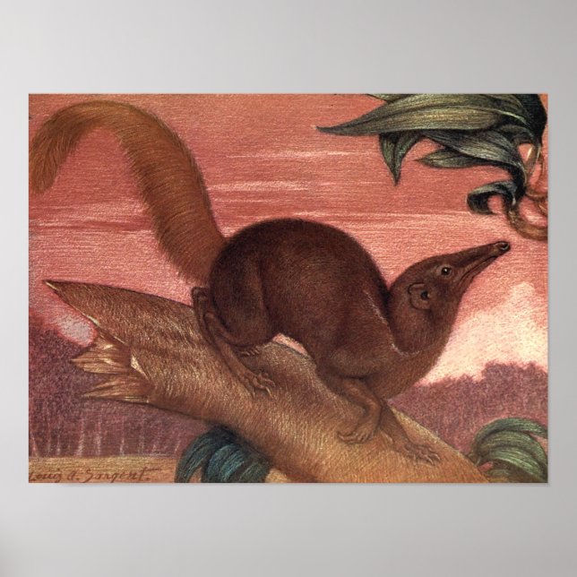 Pôster Vintage Wild Animal, Treeshrew, de Louis Sargent (Frente)