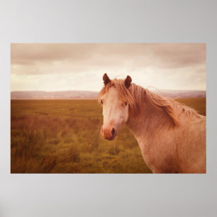 Pôster Vintage wild horse photograph