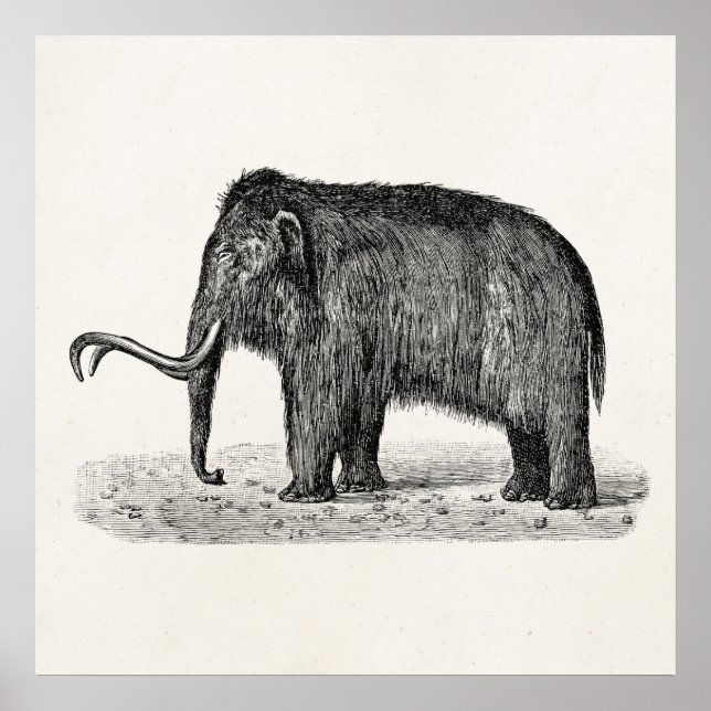 Poster Vintage Wooly Mammoth Ilustração Wooly Mammoths (Frente)