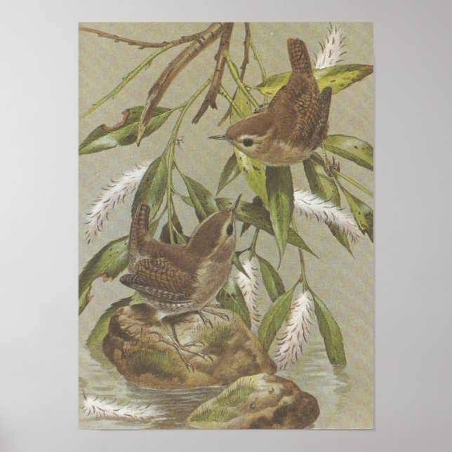 Pôster Vintage Wrens (Frente)