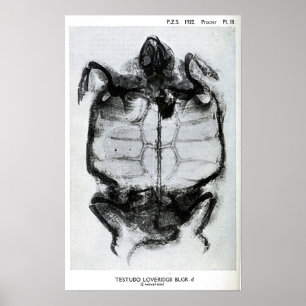 Poster Vintage X-Ray da Tartaruga