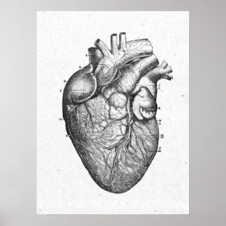 Poster Vintagem Cardíaca Antiquada Anatomia