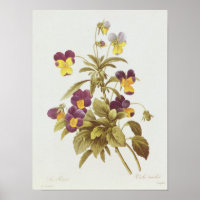Viola Tricolor