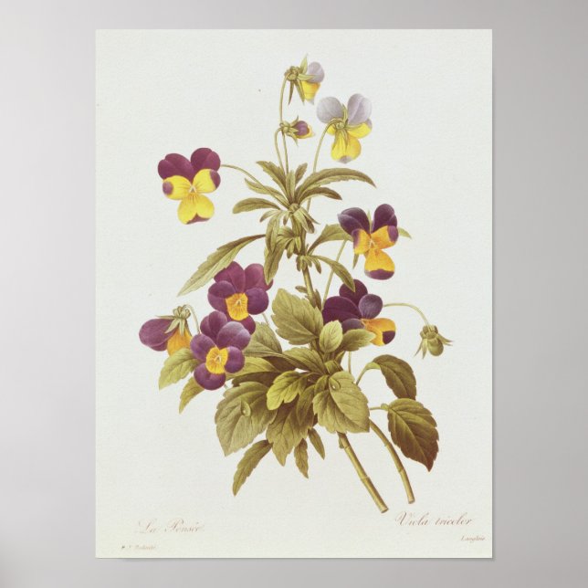 Poster Viola Tricolor (Frente)