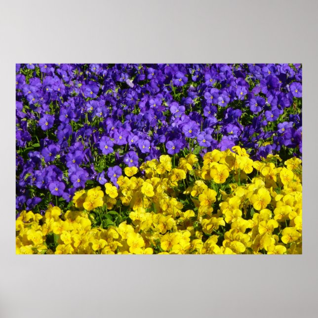 Poster Violas roxas e amarelas coloridas (Frente)