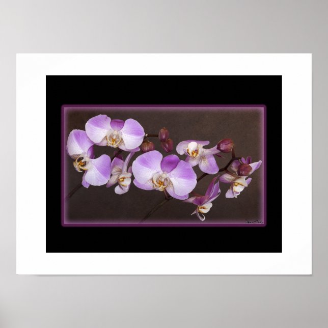 Pôster Violet e Orquídea Branca Fecham Fotografia (Frente)