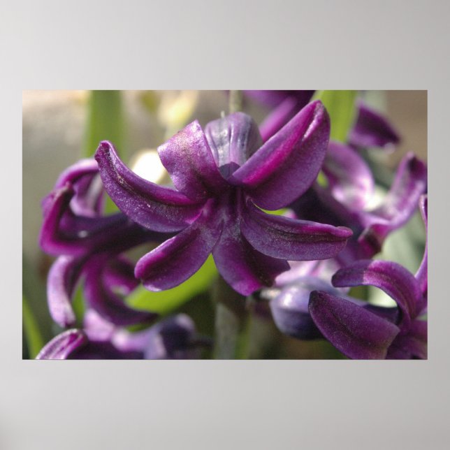Poster Violet Hyacinths (Frente)