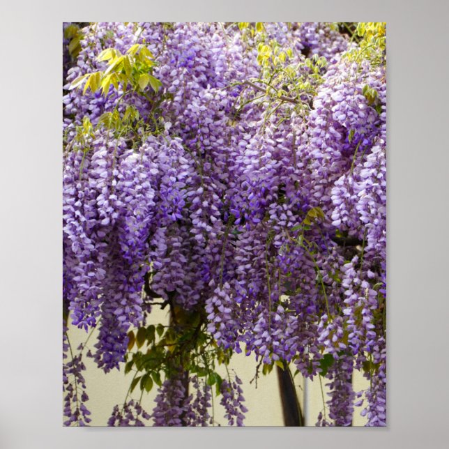 Poster Violet Wisteria Flowers (Frente)
