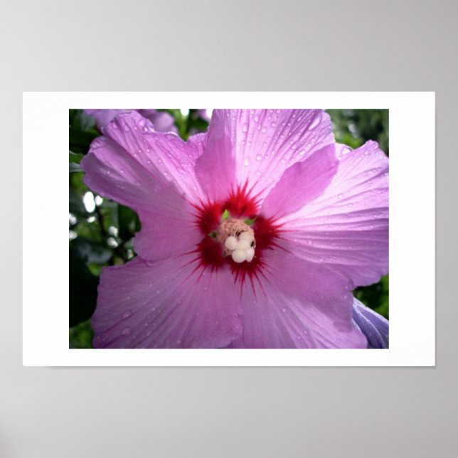 Poster violeta (Frente)